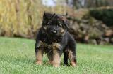 BERGER ALLEMAND 197